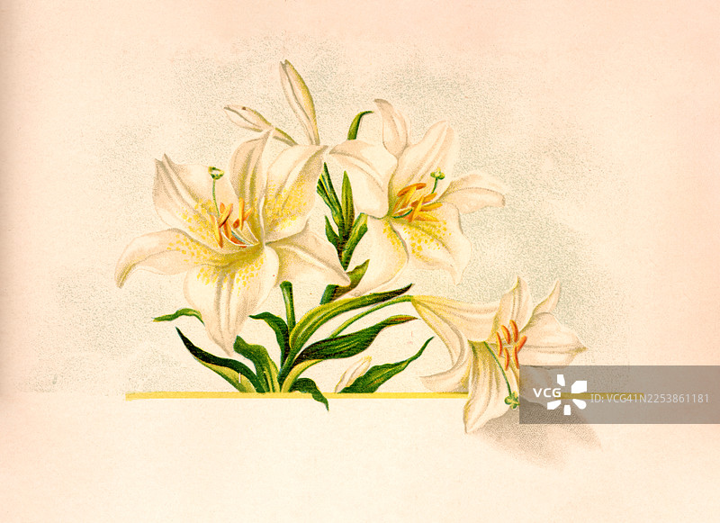 复活节百合复古插画图片素材