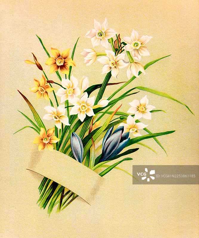水仙花和番红花古董插画图片素材