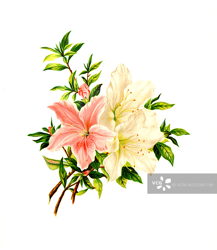 粉白杜鹃花古董插画图片素材
