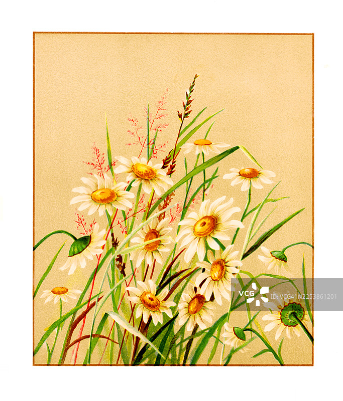 白色雏菊与草地古董插画图片素材