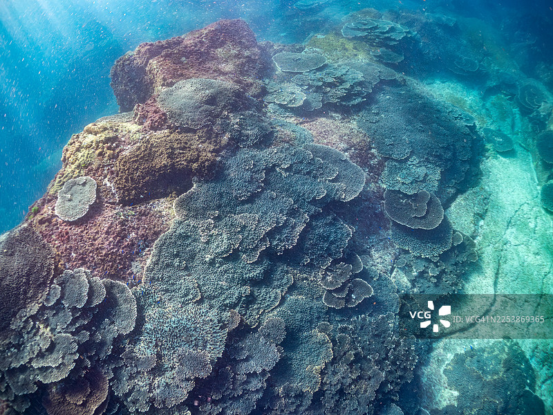 表珊瑚，鹿角珊瑚属，独居群落。天竺鲷，蓝尾天竺鲷，黄褐色海猪鱼，杯状海猪鱼，斑纹彩虹鱼，以及其他。图片素材