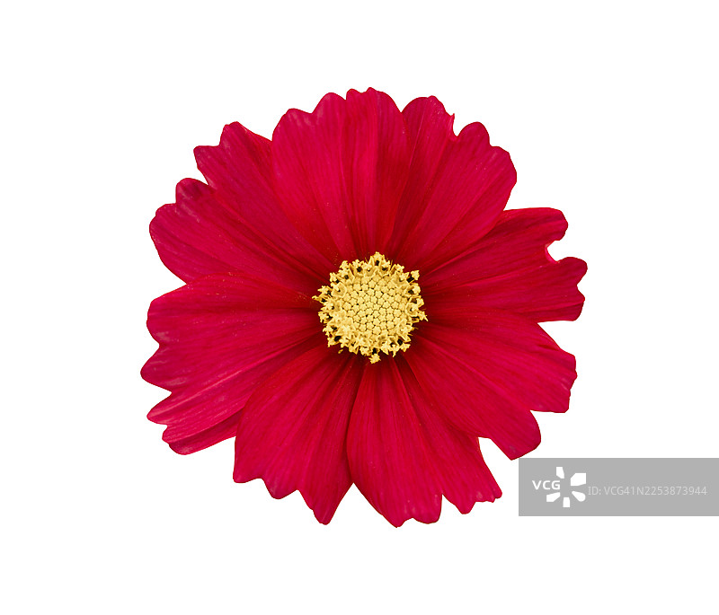 娇小的红色波斯菊特写，孤立在白色背景上，包含剪切路径。图片素材