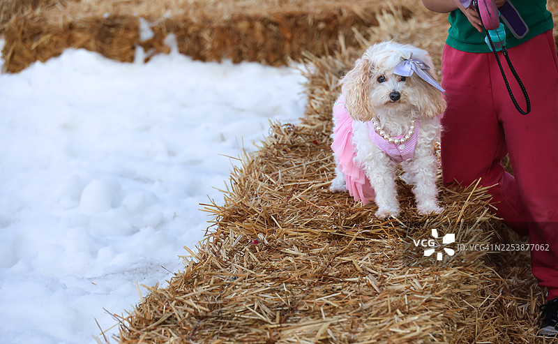 雪地游乐场里的小白狗图片素材