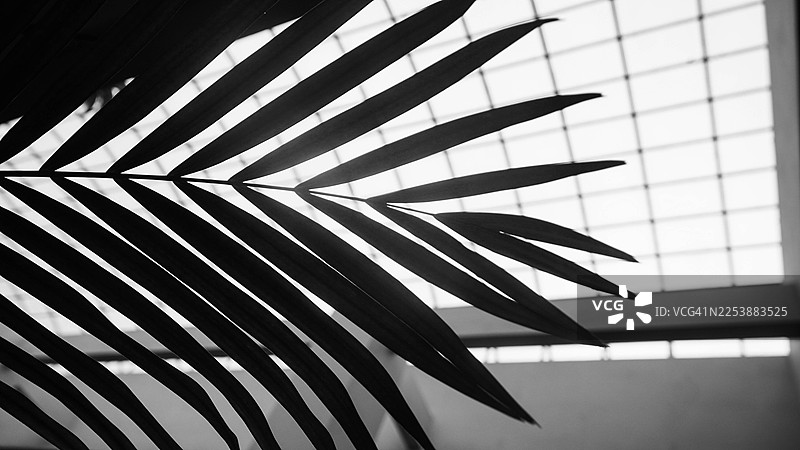 窗户上棕榈叶的剪影图片素材