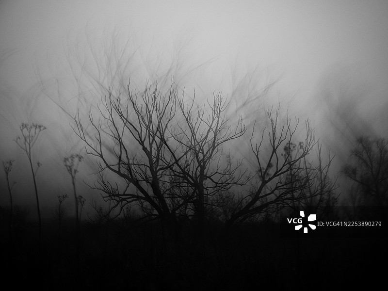 雾中树木和灌木的黑白故意运动模糊，抽象的冬季景观，柔焦，模糊的树枝，以及苍白的天空与深色前景植被之间的强烈对比，富有情绪的极简自然场景图片素材
