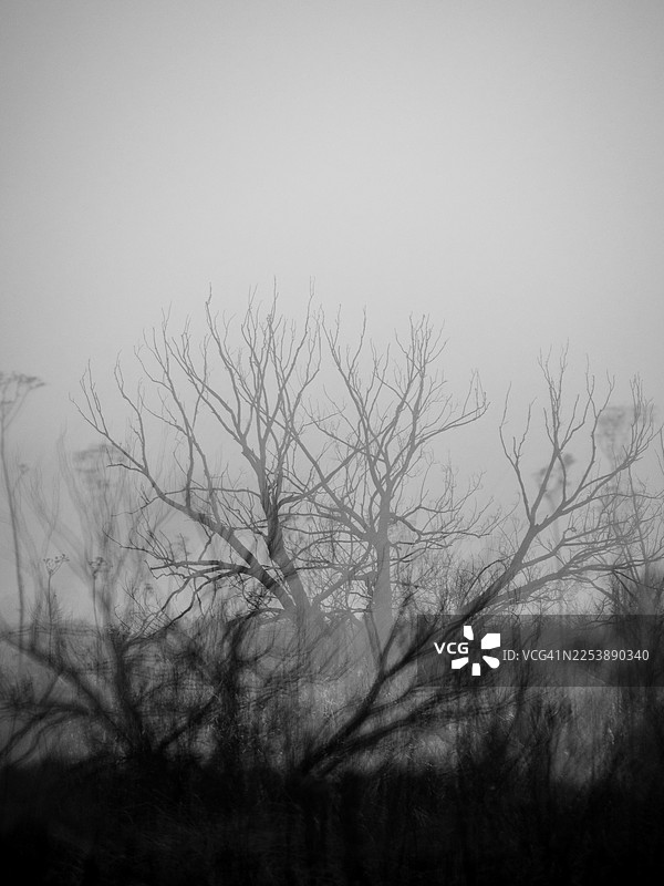故意移动相机拍摄的枯树从雾中显现，重叠的模糊树枝形成层叠的剪影，单色调，柔和的对比度，朦胧的氛围，极简构图的抽象自然景观，带有空旷的天空图片素材