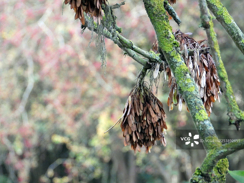 长着翅膀的白蜡树种子簇挂在长满苔藓的树枝上图片素材