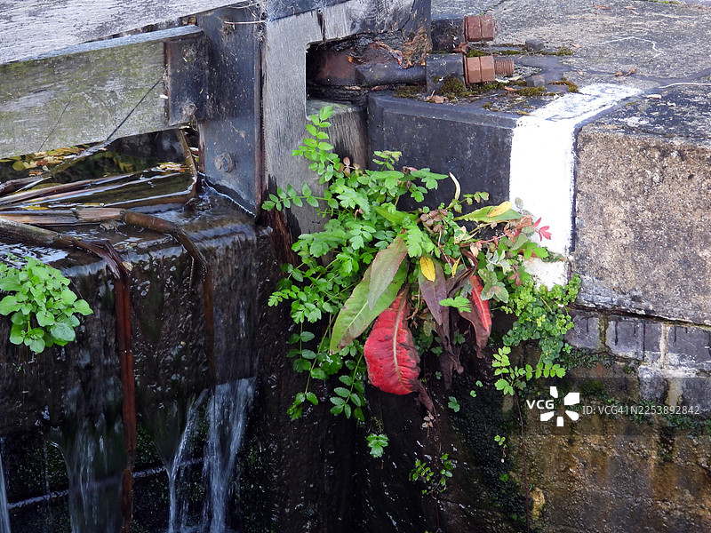 水流动的运河船闸闸门上生长的植被图片素材