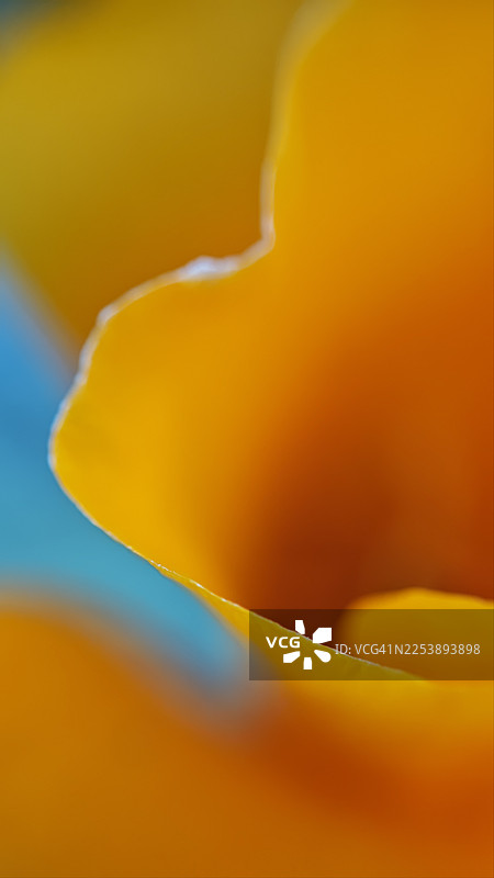 橙色花瓣的极致特写，显示出光滑的弧形边缘和充满活力的色彩过渡，背景中带有柔和的蓝色点缀。微距摄影，浅景深，抽象植物细节，自然光。图片素材