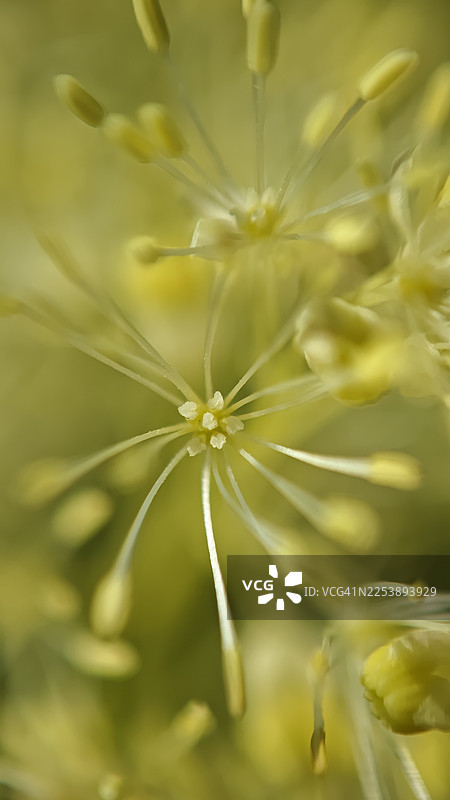 盛开的娇嫩黄色花朵特写，展示了细长的花丝和簇生的细小花朵，背景是柔和的失焦的伞形花序。植物微距细节，浅景深，自然花园光线，清新的夏日质感。图片素材