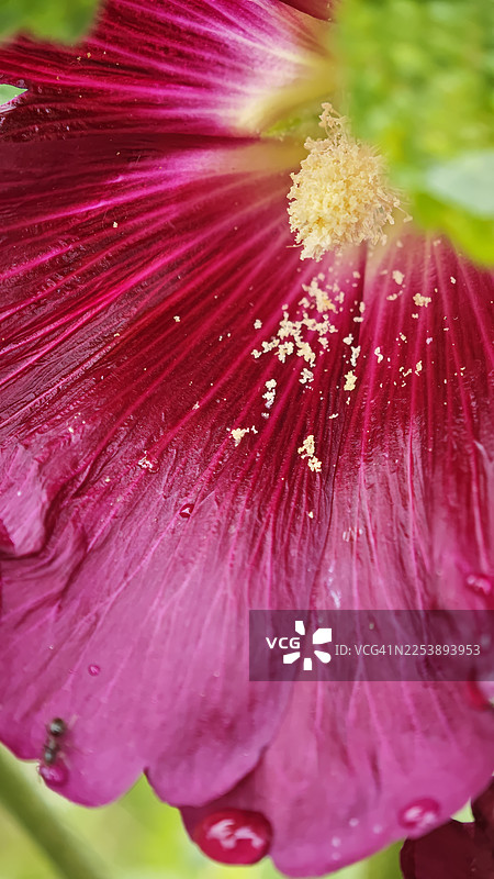 特写深品红色花瓣，上面覆盖着淡黄色花粉颗粒，显示出辐射状的花瓣纹理，柔软的质感以及边缘的小水滴图片素材