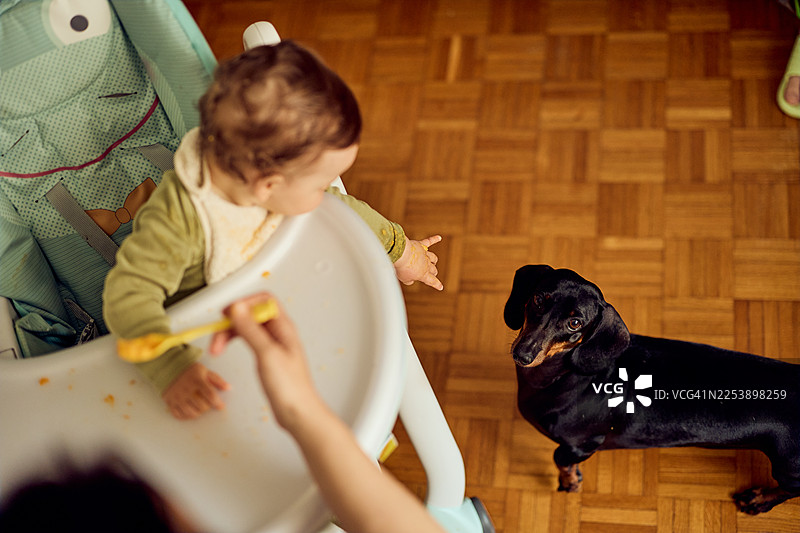 家里吃饭时，幼儿在餐椅上伸手去够一只好奇的腊肠犬图片素材
