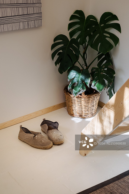 竹篮里的龟背竹，地上放着鞋子图片素材