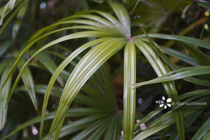 棕竹，地面。棕竹图片素材