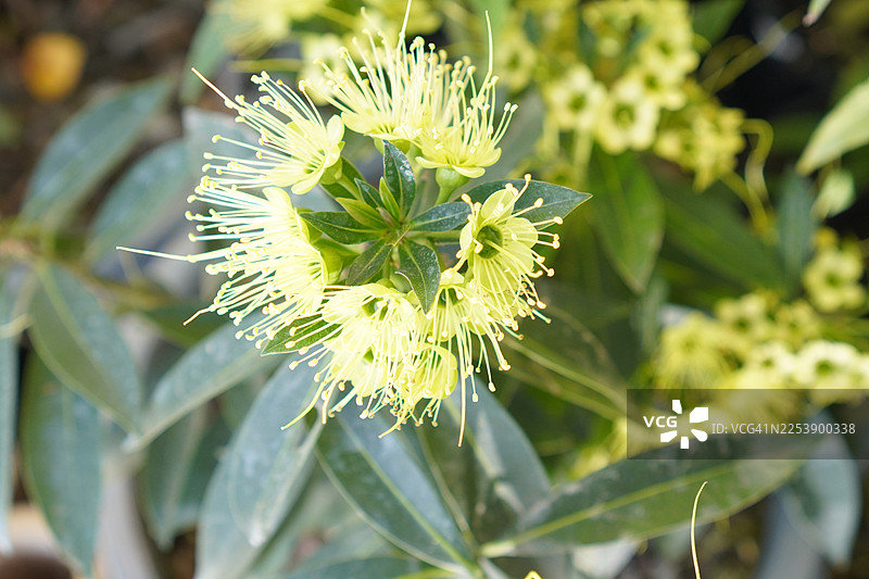 金钟柏，俊俊，博览会黄金图片素材