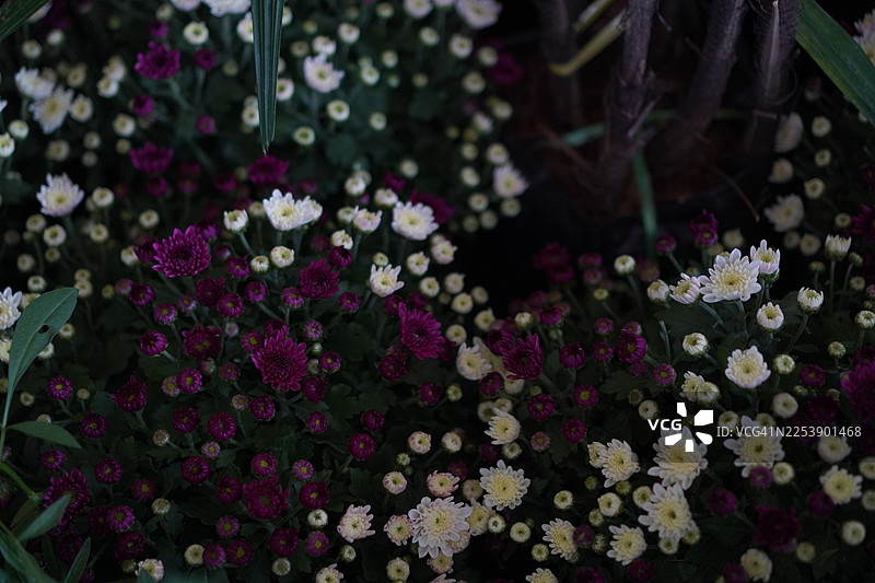 雏菊花，白色花朵图片素材