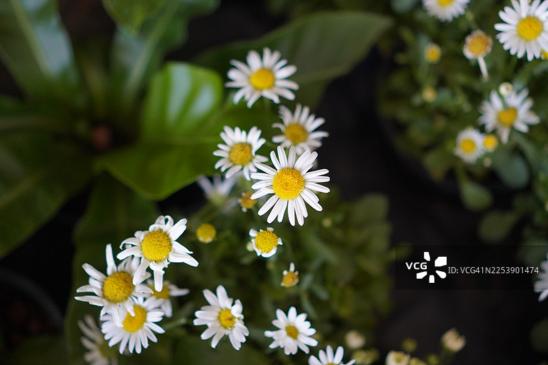 白色雏菊花图片素材