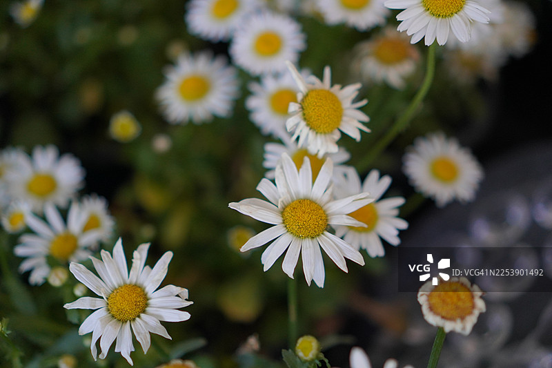 白色雏菊花图片素材