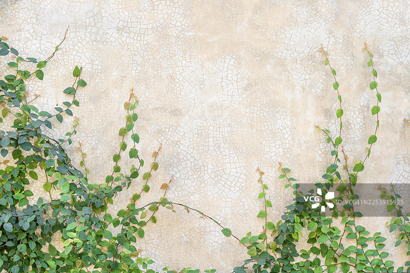 爬满常春藤的混凝土砌块墙，带有复制空间。图片素材