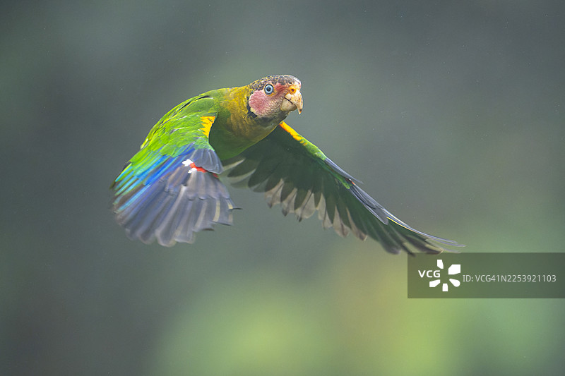 玫瑰面鹦鹉图片素材