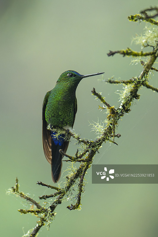 蓝喉吸蜜蜂鸟图片素材