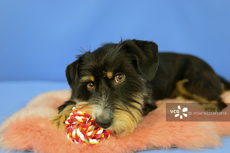 一只可爱的黑色串串狗，身上盖着粉色外套，趴在蓝色背景上，旁边放着一个彩色玩具。这是一只德国的雄性刚毛腊肠梗犬与哈瓦那犬的混种犬。图片素材