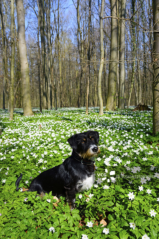 一只杂种狗（粗毛腊肠犬-梗犬-哈瓦那犬混种，雄性）坐在一片开满鲜花的春日森林里，头顶蓝天，背景是德国下萨克森州派讷区伊尔塞德镇阿登施泰特地区的蓝花银莲花（Anemone nemorosa）。图片素材