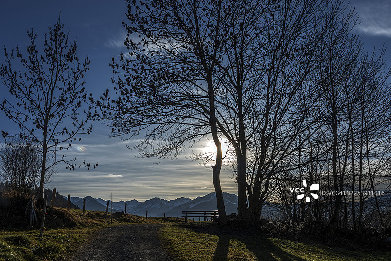 逆光下的光秃树木，位于赖兴巴赫附近的徒步小径上，背景是阿尔高阿尔卑斯山的山脉，奥伯斯特多夫，上阿尔高，阿尔高，巴伐利亚，德国图片素材