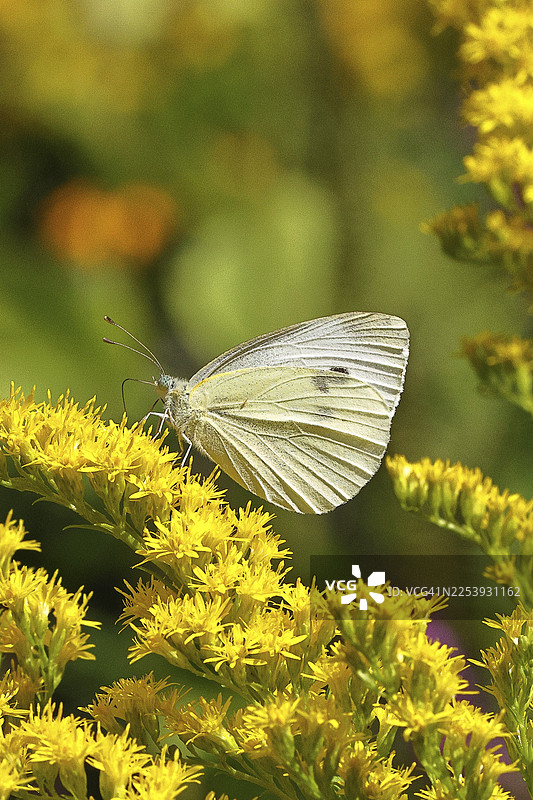 一只菜粉蝶（Pieris brassicae）在野外自然环境中吸食一株加拿大一枝黄花（Solidago canadensis）的花蜜，背景虚化效果良好，野生动物，昆虫，蝴蝶，蝴蝶，威尔恩斯多夫，北莱茵-威斯特法伦州图片素材