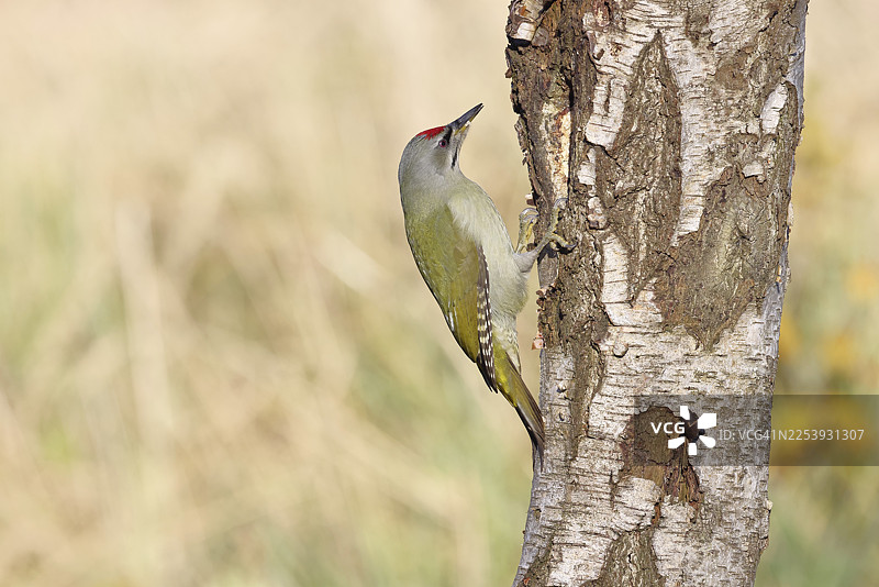灰头啄木鸟(Picus canus)雄鸟栖息在灰桦树(Betula populifolia)树干上觅食,野生动物,啄木鸟,鸟类,自然摄影,德国北莱茵-威斯特法伦州威尔恩斯多夫图片素材