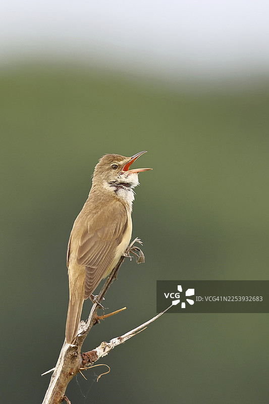 大苇莺（Acrocephalus arundinaceus），张着嘴，在歌唱、鸣啭，栖息在树枝上，鸣唱站，自然栖息地，迁徙鸟，奥地利布尔根兰州新锡德尔湖的鸣禽图片素材