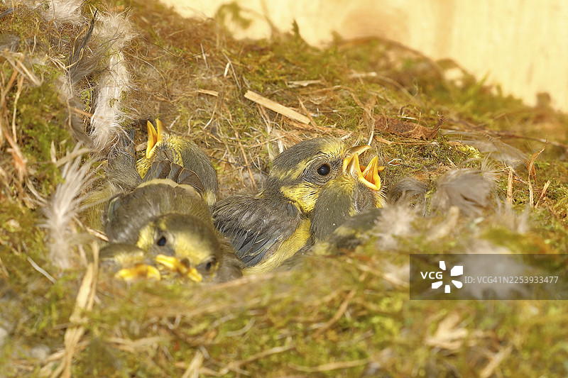 蓝冠山雀（Cyanistes caeruleus）雏鸟在巢中，德国北莱茵-威斯特法伦州维尔恩斯多夫图片素材