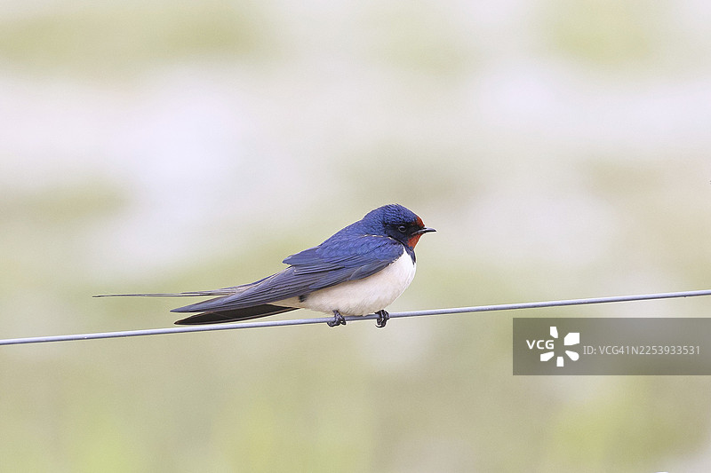 谷仓燕（家燕）栖息在牧场围栏上，野生动物，动物，鸟类，燕子，候鸟，奥克森莫尔，杜默湖自然公园，于埃，下萨克森，德国图片素材