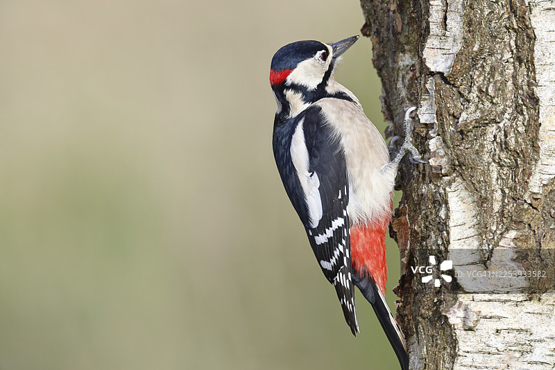 大斑啄木鸟(Dendrocopus major),雄性,在白桦(Betula pendula)树干上觅食,野生动物,啄木鸟,自然摄影,秋季,德国北莱茵-威斯特法伦州威尔恩斯多夫图片素材