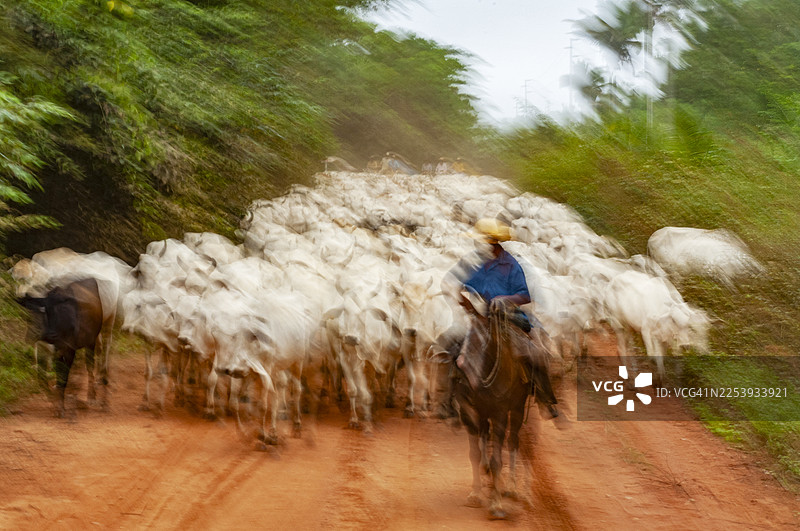 巴西，马托格罗索州的牛群赶集图片素材