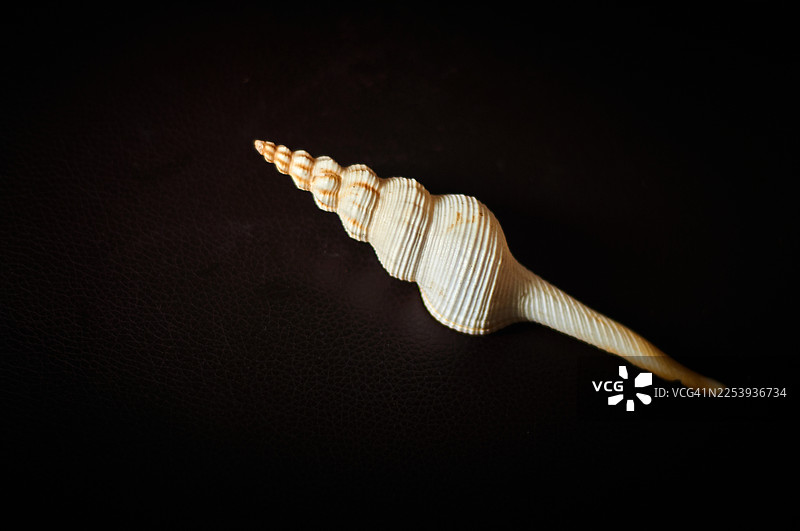 单只弗氏纺锤螺（Aperturefusus frenguellii）的贝壳。图片素材