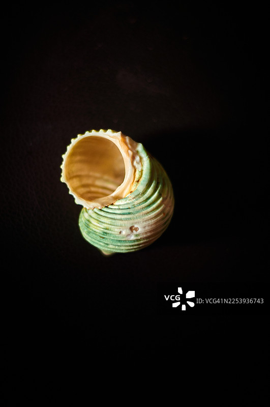 一个带有绿色、白色和浅褐色的螺旋形小海螺。图片素材