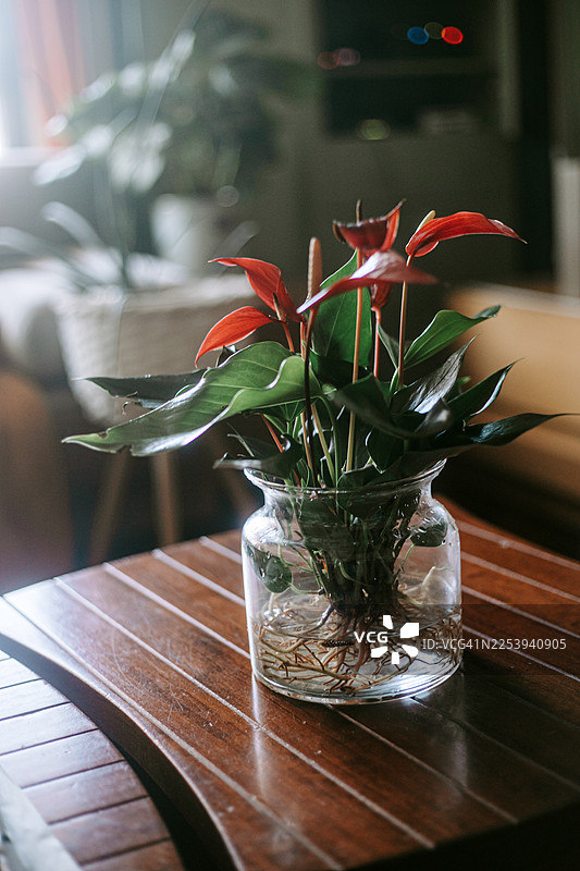 透明玻璃容器中展示的红掌植物，根系在水中生长图片素材