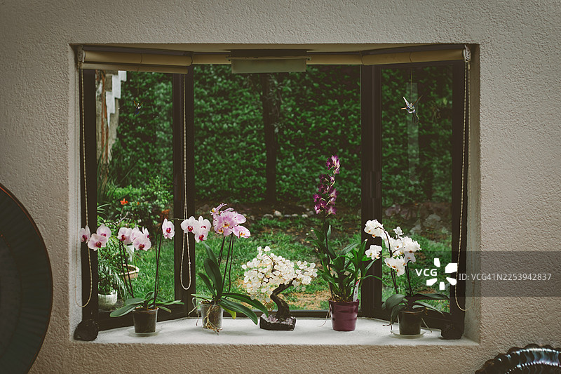 兰花和盆景装饰在凸窗窗台上，欣赏绿色花园和自然光的美景图片素材