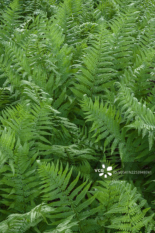 森林中茂密灌木丛的俯视视角图片素材