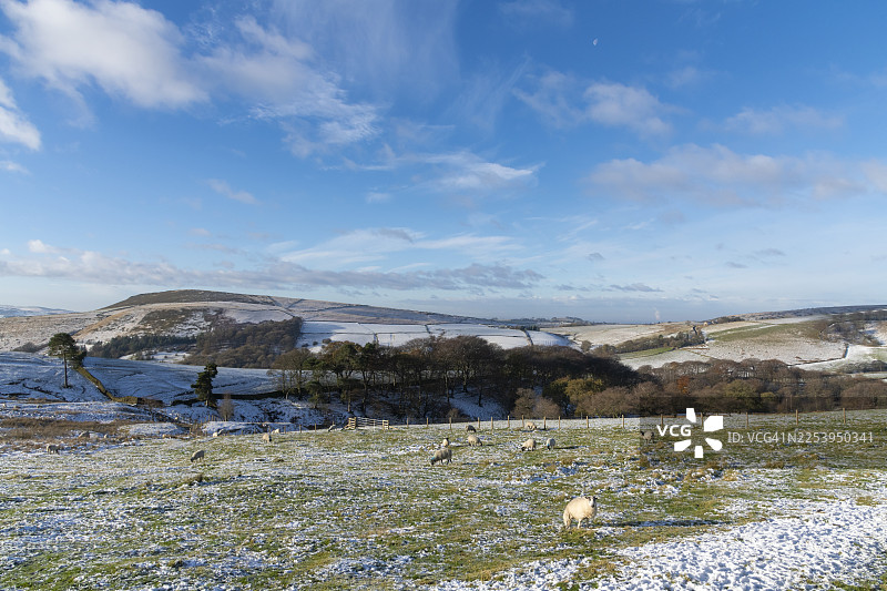 寒冬时节，羊群在英格兰德比郡高峰区的山丘上悠闲地吃草图片素材