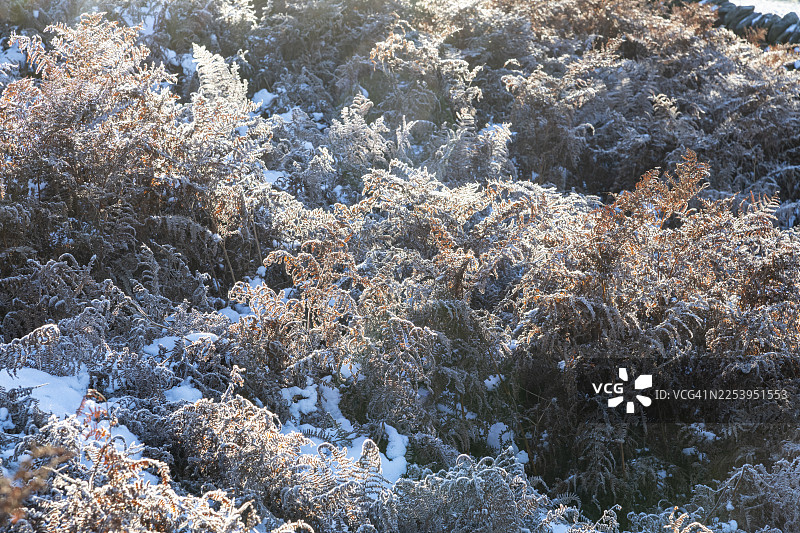 冬季的霜雪覆盖着荒原上的欧石楠图片素材