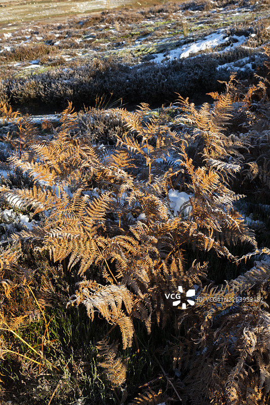 英格兰北部冬季荒原上的蕨类植物图片素材