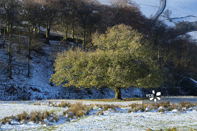 英格兰德比郡高峰地区冬季山丘上的古老橡树图片素材