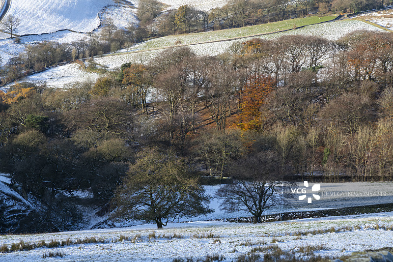 英格兰德比郡高峰地区光秃秃的冬季树木图片素材