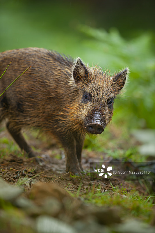 年幼的野猪（Sus scrofa），苏格兰高地阿勒代尔荒野保护区图片素材