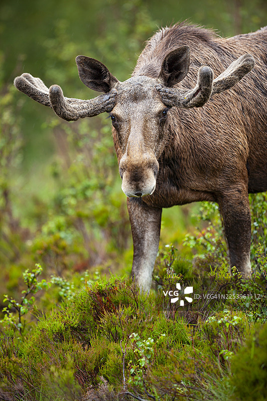 欧洲驼鹿（Alces alces），苏格兰高地阿拉达莱荒野保护区图片素材