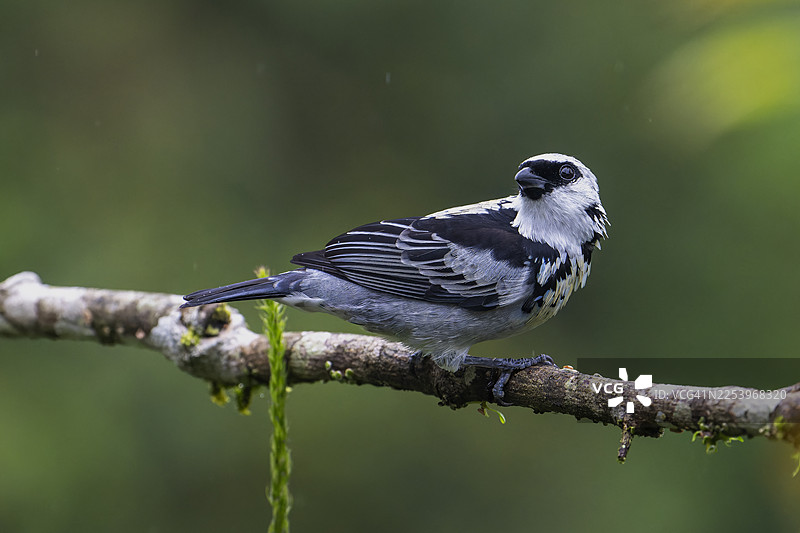 灰金唐纳雀图片素材