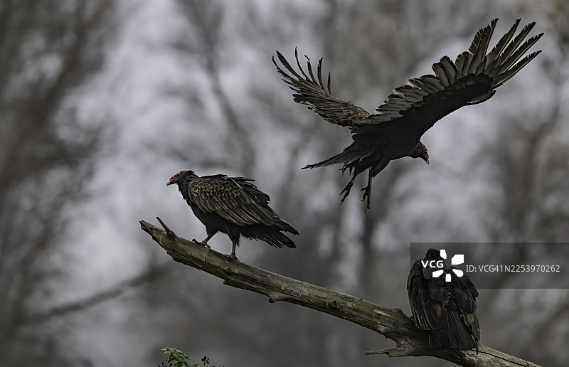 火鸡秃鹫（Cathartes aura）是新世界秃鹫中分布最广的物种。[2] 作为秃鹫科Cathartes属下的三个物种之一，火鸡秃鹫的分布范围从加拿大南部一直延伸到南美洲的最南端。图片素材