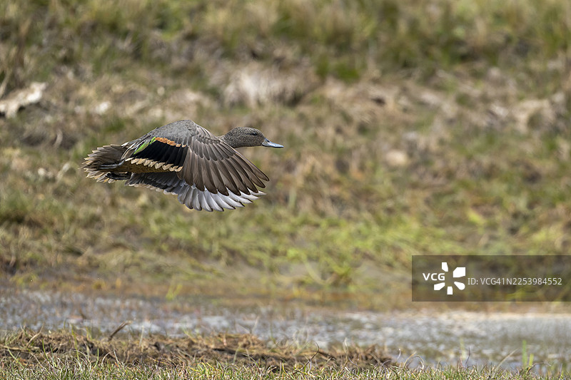 安第斯锥尾鸭图片素材
